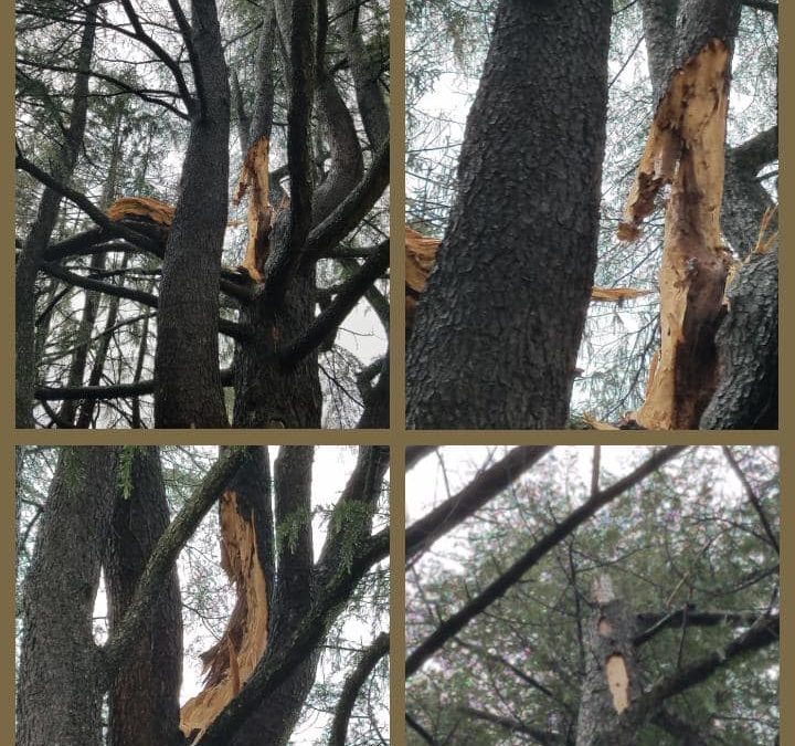 Tree Removal due to Storm